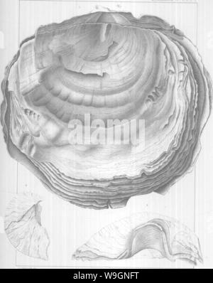 Immagine di archivio da pagina 301 di Brachiopoda e Lamellibranchiata del Foto Stock