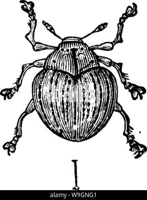 Immagine di archivio da pagina 301 di insetti dannosi per frutti illustrato Foto Stock