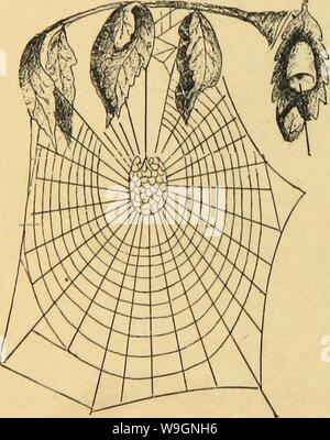 Immagine di archivio da pagina 303 della American ragni e loro la filatura Foto Stock