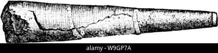 Immagine di archivio da pagina 310 di un dizionario dei fossili Foto Stock