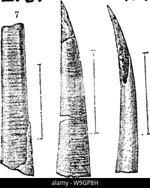 Immagine di archivio da pagina 310 di un dizionario dei fossili Foto Stock