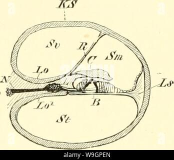 Immagine di archivio da pagina 313 di Einführung in die vergleichende anatomie Foto Stock