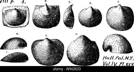 Immagine di archivio da pagina 322 di un dizionario dei fossili Foto Stock