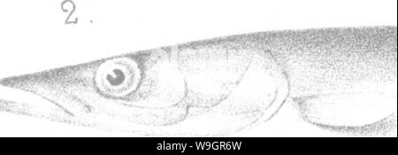 Immagine di archivio da pagina 324 di una storia dei pesci Foto Stock