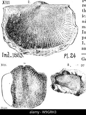 Immagine di archivio da pagina 332 di un dizionario dei fossili Foto Stock