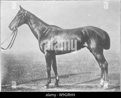 Immagine di archivio da pagina 331 di punti del cavallo; Foto Stock