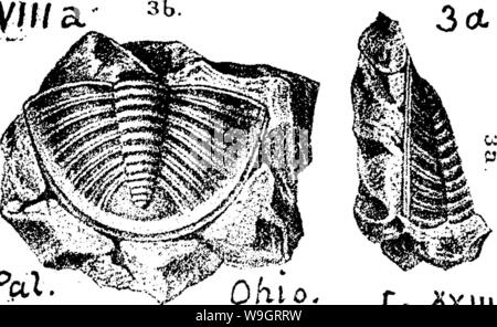 Immagine di archivio da pagina 338 di un dizionario dei fossili Foto Stock