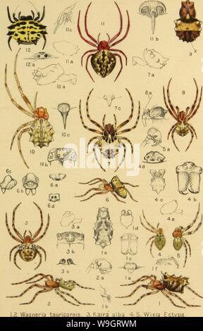 Immagine di archivio da pagina 340 della American ragni e loro la filatura Foto Stock