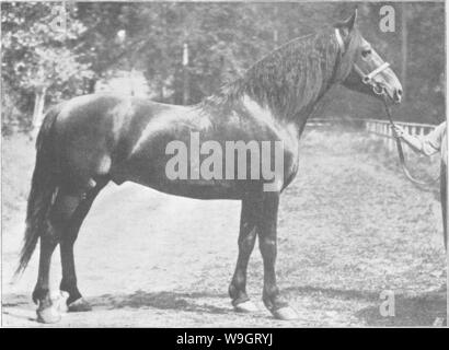 Immagine di archivio da pagina 340 di punti del cavallo; Foto Stock