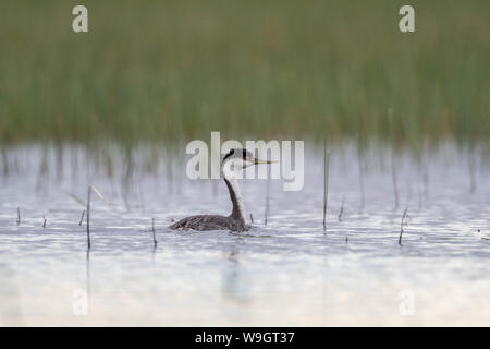 Western svasso, Bosque del Apache National Wildlife Refuge, nuovo Messico, Stati Uniti d'America. Foto Stock