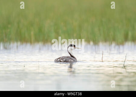 Western svasso, Bosque del Apache National Wildlife Refuge, nuovo Messico, Stati Uniti d'America. Foto Stock