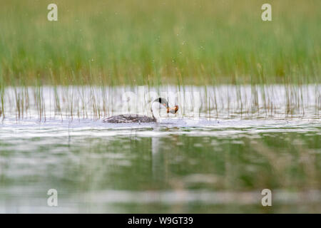 Western svasso, Bosque del Apache National Wildlife Refuge, nuovo Messico, Stati Uniti d'America. Foto Stock