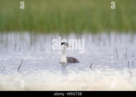 Western svasso, Bosque del Apache National Wildlife Refuge, nuovo Messico, Stati Uniti d'America. Foto Stock