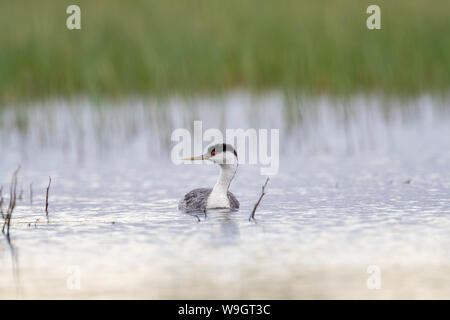 Western svasso, Bosque del Apache National Wildlife Refuge, nuovo Messico, Stati Uniti d'America. Foto Stock