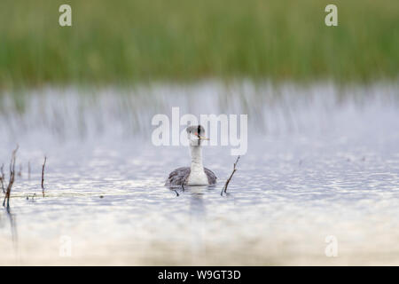 Western svasso, Bosque del Apache National Wildlife Refuge, nuovo Messico, Stati Uniti d'America. Foto Stock