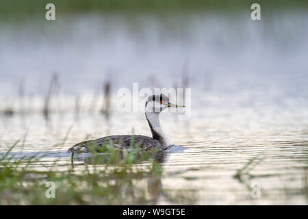 Western svasso, Bosque del Apache National Wildlife Refuge, nuovo Messico, Stati Uniti d'America. Foto Stock