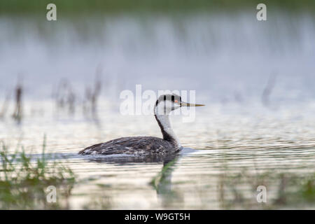 Western svasso, Bosque del Apache National Wildlife Refuge, nuovo Messico, Stati Uniti d'America. Foto Stock