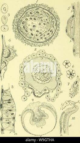 Immagine di archivio da pagina 352 di anatomia, fisiologia, morfologia e Foto Stock