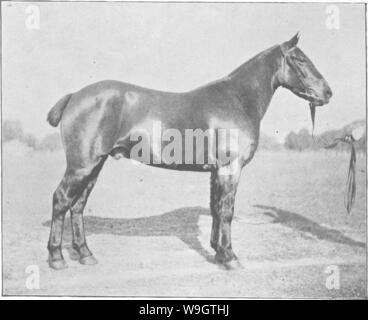 Immagine di archivio da pagina 352 di punti del cavallo; Foto Stock
