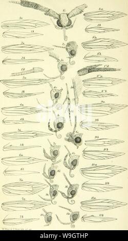 Immagine di archivio da pagina 352 di Insecta britannica (1854) Foto Stock