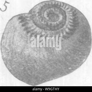 Immagine di archivio da pagina 353 di Gasteropoda e cefalopodi del