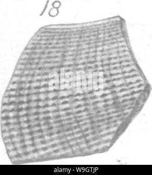 Immagine di archivio da pagina 353 di Gasteropoda e cefalopodi del