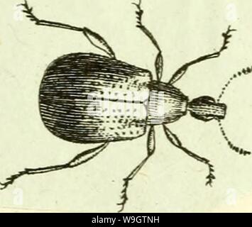 Immagine di archivio da pagina 356 di [Curculionidae] (1800) Foto Stock