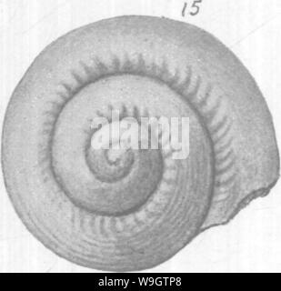 Immagine di archivio da pagina 356 di Gasteropoda e cefalopodi del Foto Stock