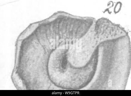 Immagine di archivio da pagina 356 di Gasteropoda e cefalopodi del Foto Stock