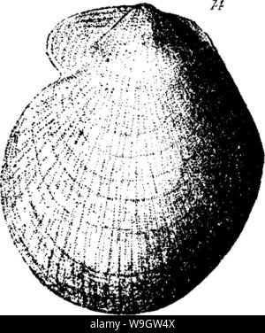 Immagine di archivio da pagina 364 di un dizionario dei fossili