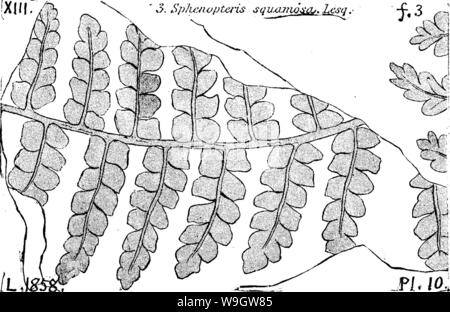 Immagine di archivio da pagina 366 di un dizionario dei fossili Foto Stock