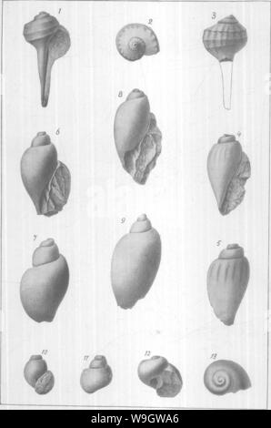 Immagine di archivio da pagina 368 di Gasteropoda e cefalopodi del Foto Stock