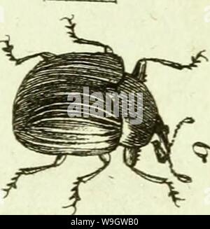 Immagine di archivio da pagina 368 di [Curculionidae] (1800) Foto Stock