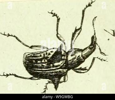 Immagine di archivio da pagina 370 di [Curculionidae] (1800) Foto Stock