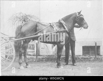 Immagine di archivio da pagina 370 di punti del cavallo; Foto Stock