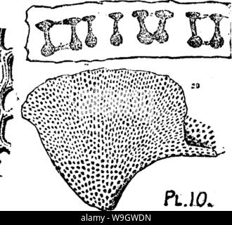 Immagine di archivio da pagina 371 di un dizionario dei fossili Foto Stock