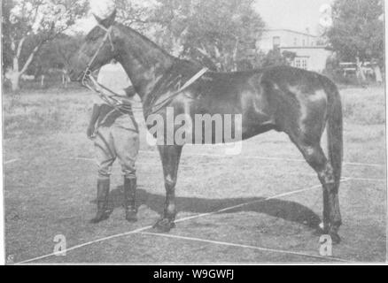 Immagine di archivio da pagina 373 di punti del cavallo; Foto Stock