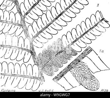 Immagine di archivio da pagina 373 di un dizionario dei fossili Foto Stock