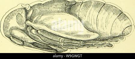 Immagine di archivio da pagina 372 di anatomia, fisiologia, morfologia e Foto Stock