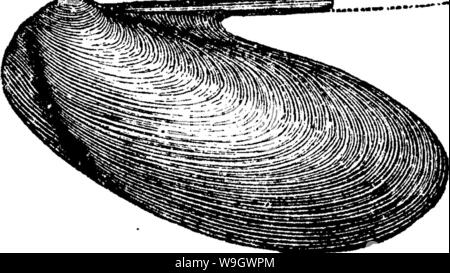 Immagine di archivio da pagina 379 di un dizionario dei fossili Immagine di archivio da pagina 379 di un dizionario dei fossili