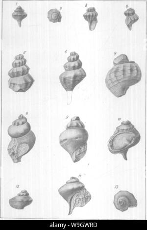 Immagine di archivio da pagina 380 di Gasteropoda e cefalopodi del Foto Stock