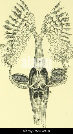 Immagine di archivio da pagina 380 di anatomia, fisiologia, morfologia e Foto Stock