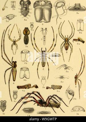 Immagine di archivio da pagina 380 della American ragni e loro la filatura Foto Stock
