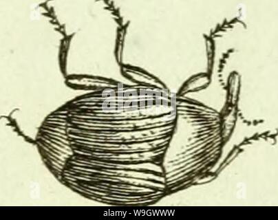 Immagine di archivio da pagina 382 di [Curculionidae] (1800) Foto Stock