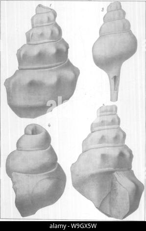 Immagine di archivio da pagina 386 di Gasteropoda e cefalopodi del