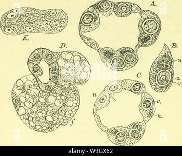 Immagine di archivio da pagina 387 di anatomia, fisiologia, morfologia e Foto Stock