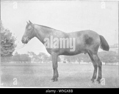 Immagine di archivio da pagina 388 di punti del cavallo; Foto Stock