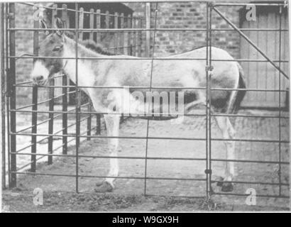 Immagine di archivio da pagina 391 di punti del cavallo; Foto Stock