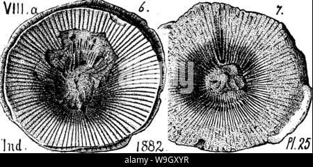 Immagine di archivio da pagina 405 di un dizionario dei fossili Foto Stock