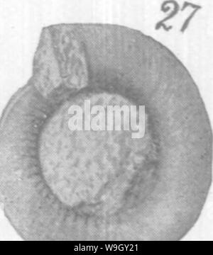 Immagine di archivio da pagina 407 di Gasteropoda e cefalopodi del Foto Stock